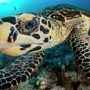 Hawksbill turtle (Eretmochelys imbricata) feeding on a coral reef, Ari Atoll, Maldives, Indian Ocean. Critically endangered Hawksbill turtle (Eretmochelys imbricata) feeding on a coral reef, Ari Atoll, Maldives, Indian Ocean. Critically endangered