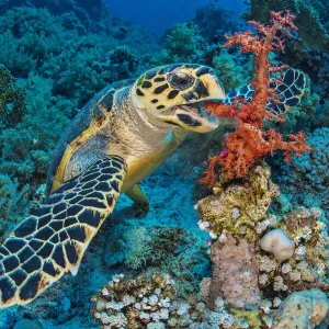Hawksbill turtle (Eretmochelys imbricata) feeding on red soft coral (Dendronepthya sp Hawksbill turtle (Eretmochelys imbricata) feeding on red soft coral (Dendronepthya sp