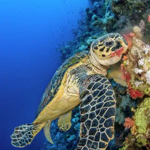 Hawksbill Turtle Chomps Soft Coral Print Hawksbill Turtle Chomps Soft Coral Print