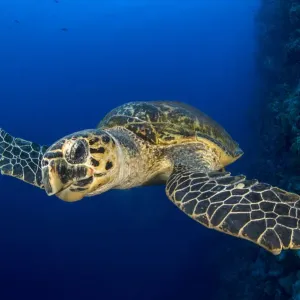 Hawksbill turtle Print, a coral reef scene Hawksbill turtle Print, a coral reef scene