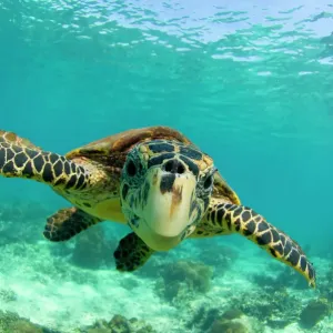 Hawksbill turtle (Eretmochelys imbricata) swimming underwater, Nosy Be, North Madagascar Hawksbill turtle (Eretmochelys imbricata) swimming underwater, Nosy Be, North Madagascar