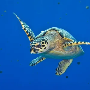 Hawksbill turtle feeding on Thimble jellyfish in the Caribbean Sea Print Hawksbill turtle feeding on Thimble jellyfish in the Caribbean Sea Print