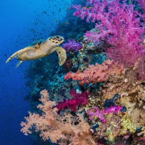 Hawksbill turtle (Eretmochelys imbricata) swims along a coral reef with pink soft coral Hawksbill turtle (Eretmochelys imbricata) swims along a coral reef with pink soft coral
