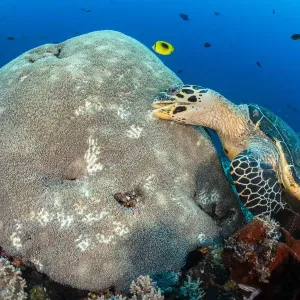Hawksbill turtle feeding on hard coral polyps, Print Hawksbill turtle feeding on hard coral polyps, Print