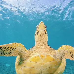 Hawksbill turtle ventral view Print, Philippines, Pacific Ocean Hawksbill turtle ventral view Print, Philippines, Pacific Ocean