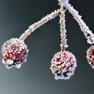 Hawthorn berries (Crataegus monogyna) Brackagh Moss NNR, Portadown, Co. Armagh, Northern Ireland