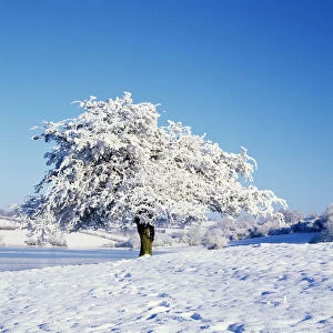 Hawthorn tree (Crataegus monogyna) covered with snow in winter landscape, Corbet Lough