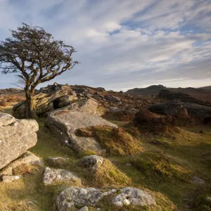 Hawthorn tree (Crataegus monogyna) and granite outcrop near Saddle Tor, Dartmoor National Park