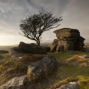 Hawthorn tree (Crataegus monogyna) and granite outcrop near Saddle Tor, Dartmoor National Park Hawthorn tree (Crataegus monogyna) and granite outcrop near Saddle Tor, Dartmoor National Park