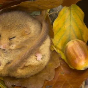 Hazel Dormouse (Muscardinus avellanarius) hibernating amongst leaves and acorns. Captive