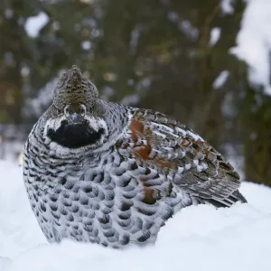 Hazel grouse (Tetrastes bonasia) standing in snow at forest edge. Helsinki, Finland