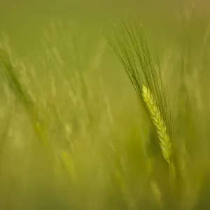 Head of Barley (Hordeum sp) Spain, April