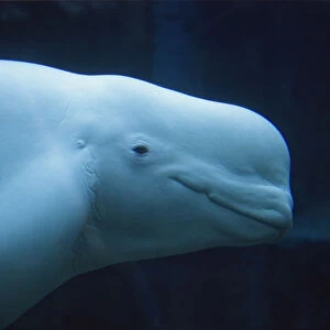 Head of Beluga / White Whale (Delphinapterus leucas) in profile. Canada, summer. Captive
