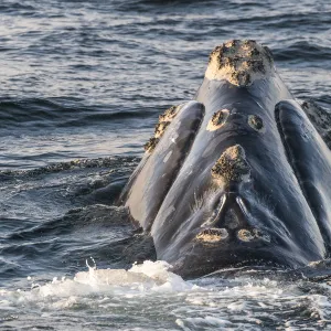 Head of a North Atlantic right whale (Eubalaena glacialis) showing callosities, pathches