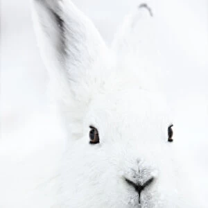 Head portrait of an Arctic snow hare (Lepus arcticus groenlandicus) North East Greenland. February