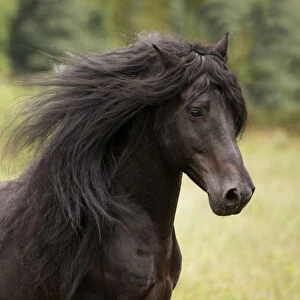 Head portrait of black Merens stallion with long mane running in pasture. Northern France, Europe