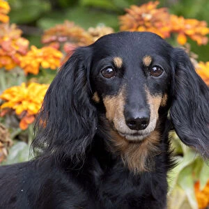 Head portrait of black and tan smooth coated Dachshund with zinnias, Illinois, USA