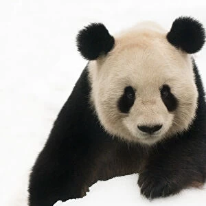 Head portrait of Giant panda (Ailuropoda melanoleuca) in snow captive (born in 2000)