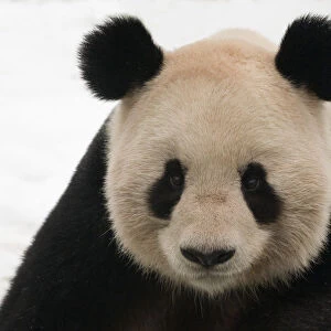 Head portrait of Giant panda (Ailuropoda melanoleuca) captive (born in 2000)