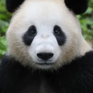 Retrato de cabeza de un panda gigante (Ailuropoda Melanoleuca) Criadero de pandas gigantes Bifengxia. Retrato de cabeza de un panda gigante (Ailuropoda Melanoleuca) Criadero de pandas gigantes Bifengxia.