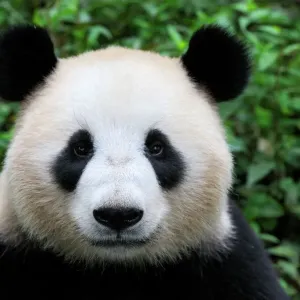 Giant Panda