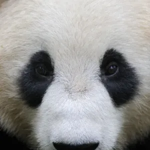 Head portrait of a Giant panda (Ailuropoda Melanoleuca) Bifengxia Giant Panda Breeding Head portrait of a Giant panda (Ailuropoda Melanoleuca) Bifengxia Giant Panda Breeding