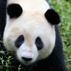 Retrato de cabeza de un panda gigante (Ailuropoda Melanoleuca) Bifengxia Programa de cría de pandas gigantes. Retrato de cabeza de un panda gigante (Ailuropoda Melanoleuca) Bifengxia Programa de cría de pandas gigantes.