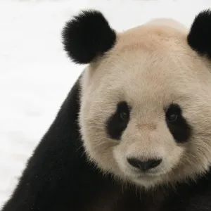 Head portrait of Giant panda (Ailuropoda melanoleuca) captive (born in 2000) Head portrait of Giant panda (Ailuropoda melanoleuca) captive (born in 2000)