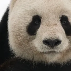 Head portrait of Giant panda (Ailuropoda melanoleuca) captive (born in 2000) Occurs China Head portrait of Giant panda (Ailuropoda melanoleuca) captive (born in 2000) Occurs China