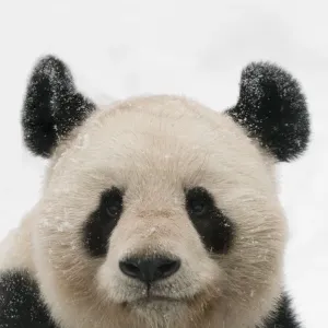 Retrato de cabeza del panda gigante (Ailuropoda melanoleuca) cubierto de nieve cautivo (nacido). Retrato de cabeza del panda gigante (Ailuropoda melanoleuca) cubierto de nieve cautivo (nacido).