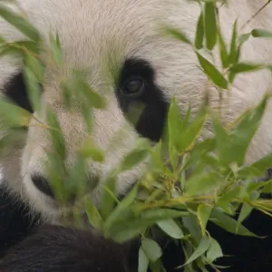Head portrait of Giant panda (Ailuropoda melanoleuca) feeding on bamboo, captive Head portrait of Giant panda (Ailuropoda melanoleuca) feeding on bamboo, captive