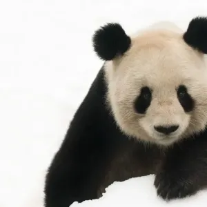 Head portrait of Giant panda (Ailuropoda melanoleuca) in snow captive (born in 2000) Head portrait of Giant panda (Ailuropoda melanoleuca) in snow captive (born in 2000)