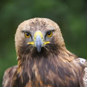 Head portrait of Golden eagle (Aquila chrysaetos) captive