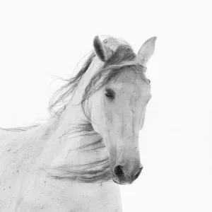 Head portrait of grey almost white Andalusian mare running in snow, Berthoud, Colorado, USA Head portrait of grey almost white Andalusian mare running in snow, Berthoud, Colorado, USA