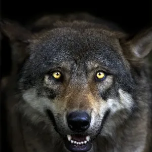 Grey Wolf Head Print Grey Wolf Head Print