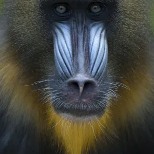 Head portrait of male Mandrill (Mandrillus sphinx) Captive. Apenheul zoo; the Netherlands