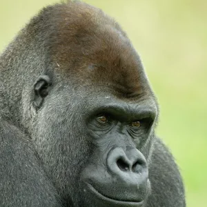 Head portrait of male silverback Western lowland gorilla {Gorilla gorilla gorilla} UK