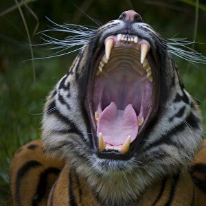 Head portrait of Sumatran tiger (Panthera tigris sumatrae) with mouth wide open in a yawn