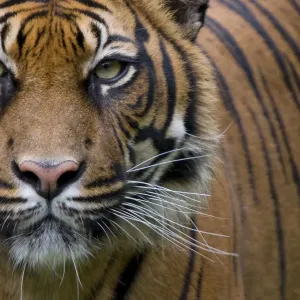 Head portrait of Sumatran tiger (Panthera tigris sumatrae) captive Head portrait of Sumatran tiger (Panthera tigris sumatrae) captive