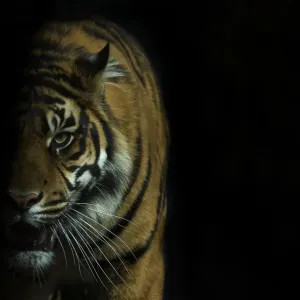 Head portrait of Sumatran tiger (Panthera tigris sumatrae) with face half cast in shadow Head portrait of Sumatran tiger (Panthera tigris sumatrae) with face half cast in shadow