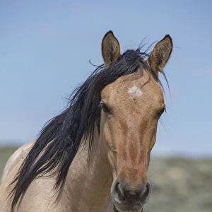 Head portrait of wild dun roan Mustang mare in Sand Wash Basin, Colorado, USA