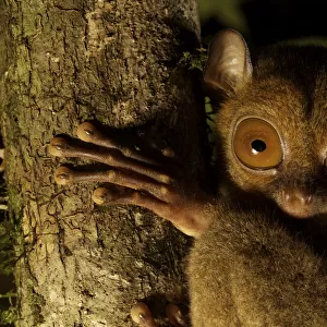 Head portrait of a Wild Western / Sunda tarsier (Tarsius bancanus) on tree trunk at night