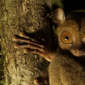 Head portrait of a Wild Western / Sunda tarsier (Tarsius bancanus) on tree trunk at night