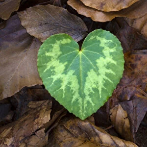 Heart-shaped leaf of Alpine Cyclamen (Cyclamen purpurascens)