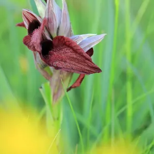 Heart-shaped lip dactylorhiza orchid print Heart-shaped lip dactylorhiza orchid print