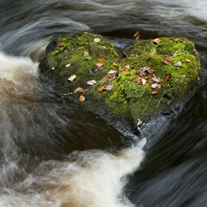 Heart-shaped mossy rock in fast flowing river, Craigengillan Estate, Dalmellington