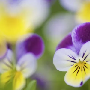 Heartsease / Wild pansy (Viola tricolor), flowers, Berlin, Germany, May