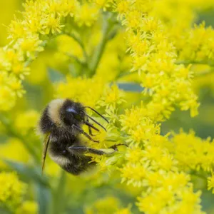 Heath bumblebee (Bombus jonellus) queen feeding on goldenrod flowers (Solidago), Monmouthshire