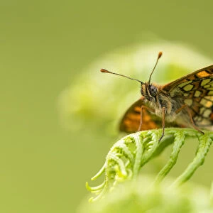 Heath fritillary (Mellicta athalia) butterfly basking on bracken (Pteridium aquilinum)