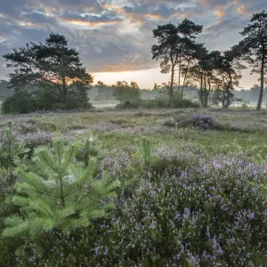Heather Print at Dawn, Brasschaat Heather Print at Dawn, Brasschaat